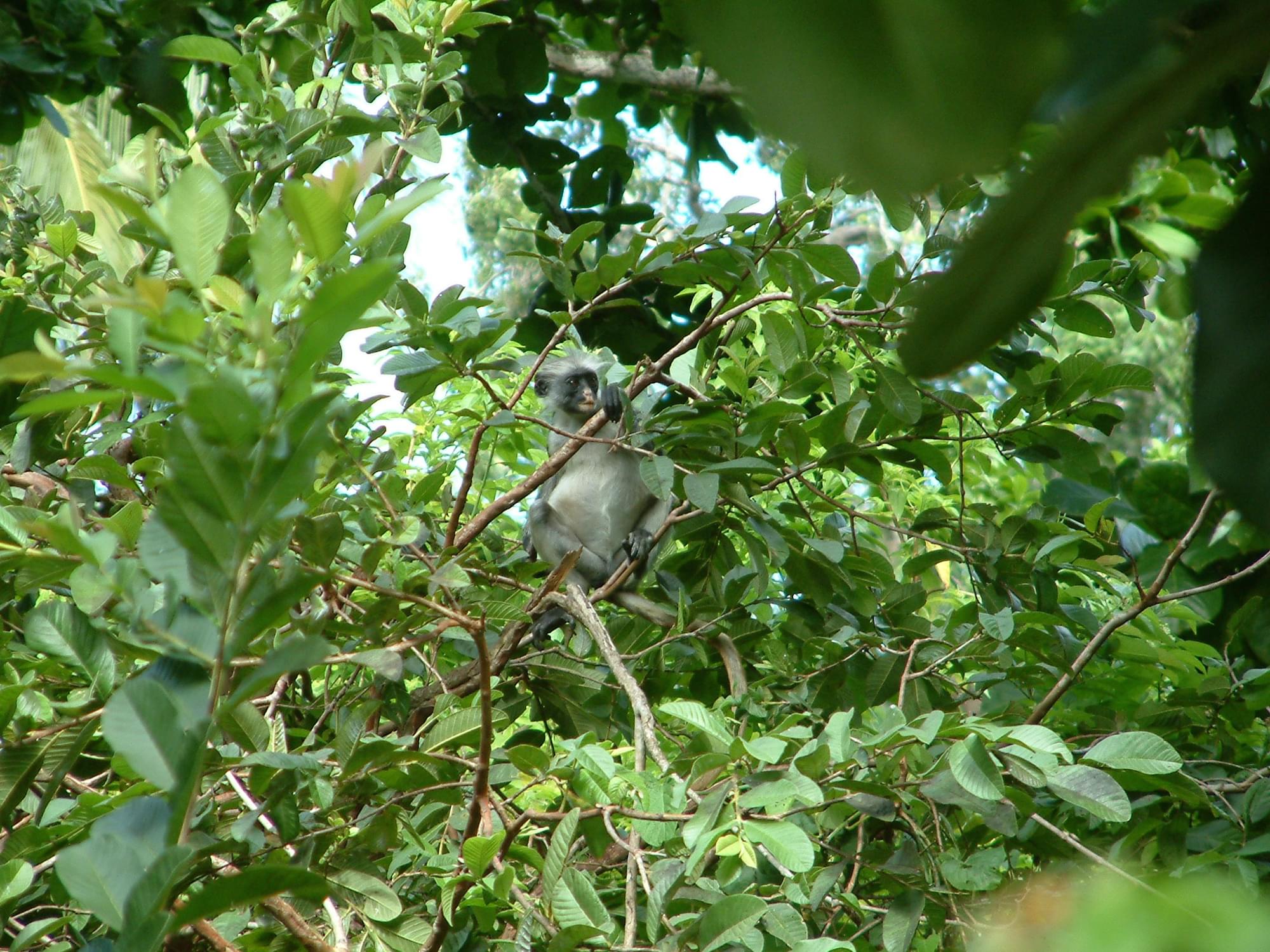 20040130   Zanzibar 350